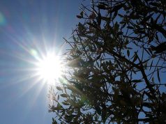 Internationale / Canicule en Corée du Sud : 28 décès et record de nuits tropicales