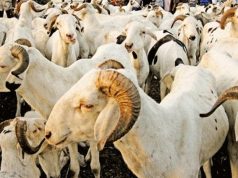 Togo : Un agenda commun pour moderniser et dynamiser le sous-secteur de l’élevage