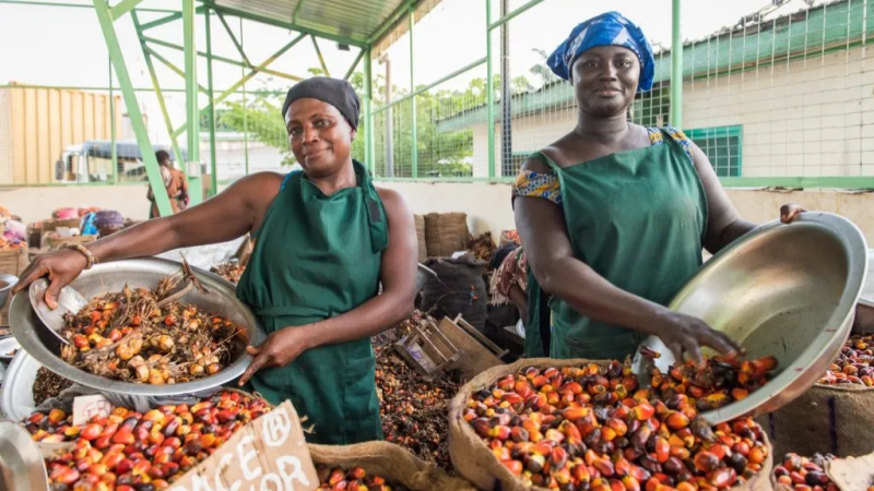 Ghana : L’huile de palme au cœur d’une nouvelle souveraineté agro-industrielle