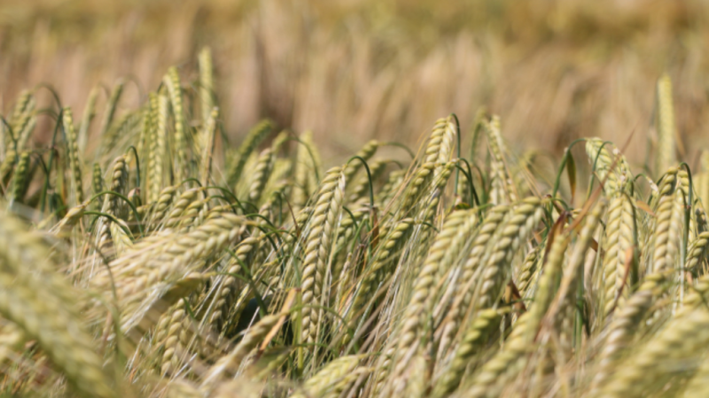 Nigeria : Nigerian Breweries développe une filière d’orge adaptée au nord du pays