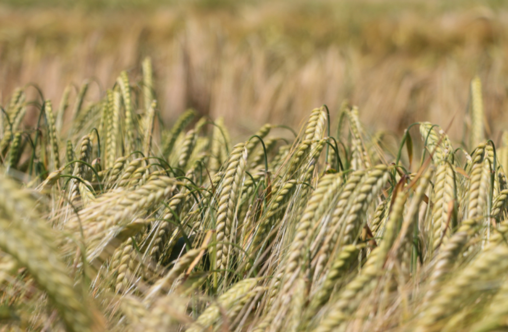 Nigeria : Nigerian Breweries développe une filière d’orge adaptée au nord du pays