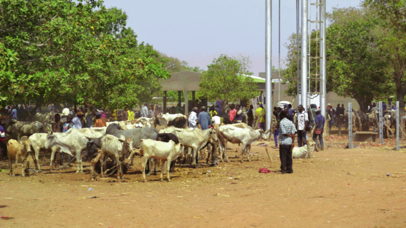 Burkina Faso : Une réforme majeure pour structurer le marché du bétail