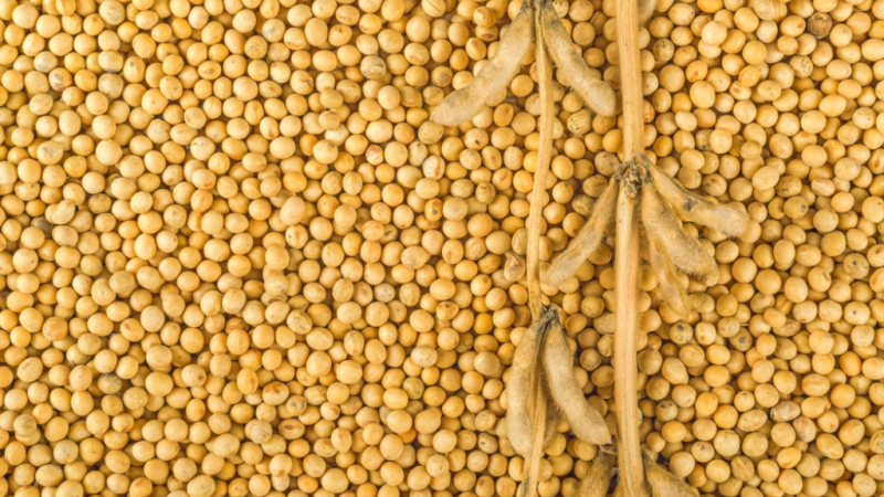 Afrique : L&rsquo;exportation du soja, un levier de croissance face à la montée de la demande indienne