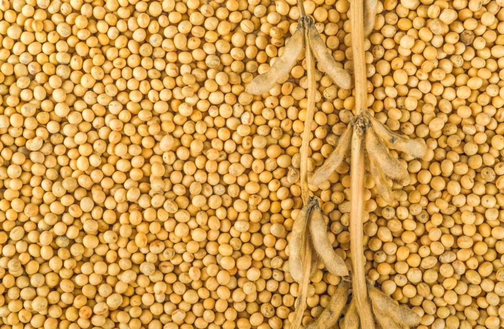 Afrique : L&rsquo;exportation du soja, un levier de croissance face à la montée de la demande indienne