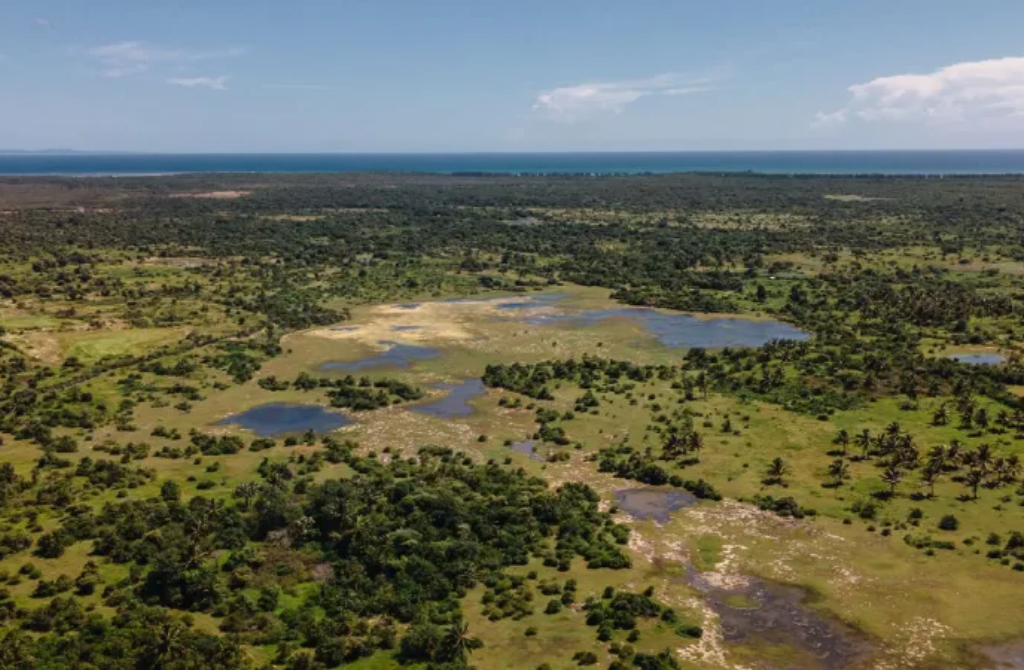 afrique